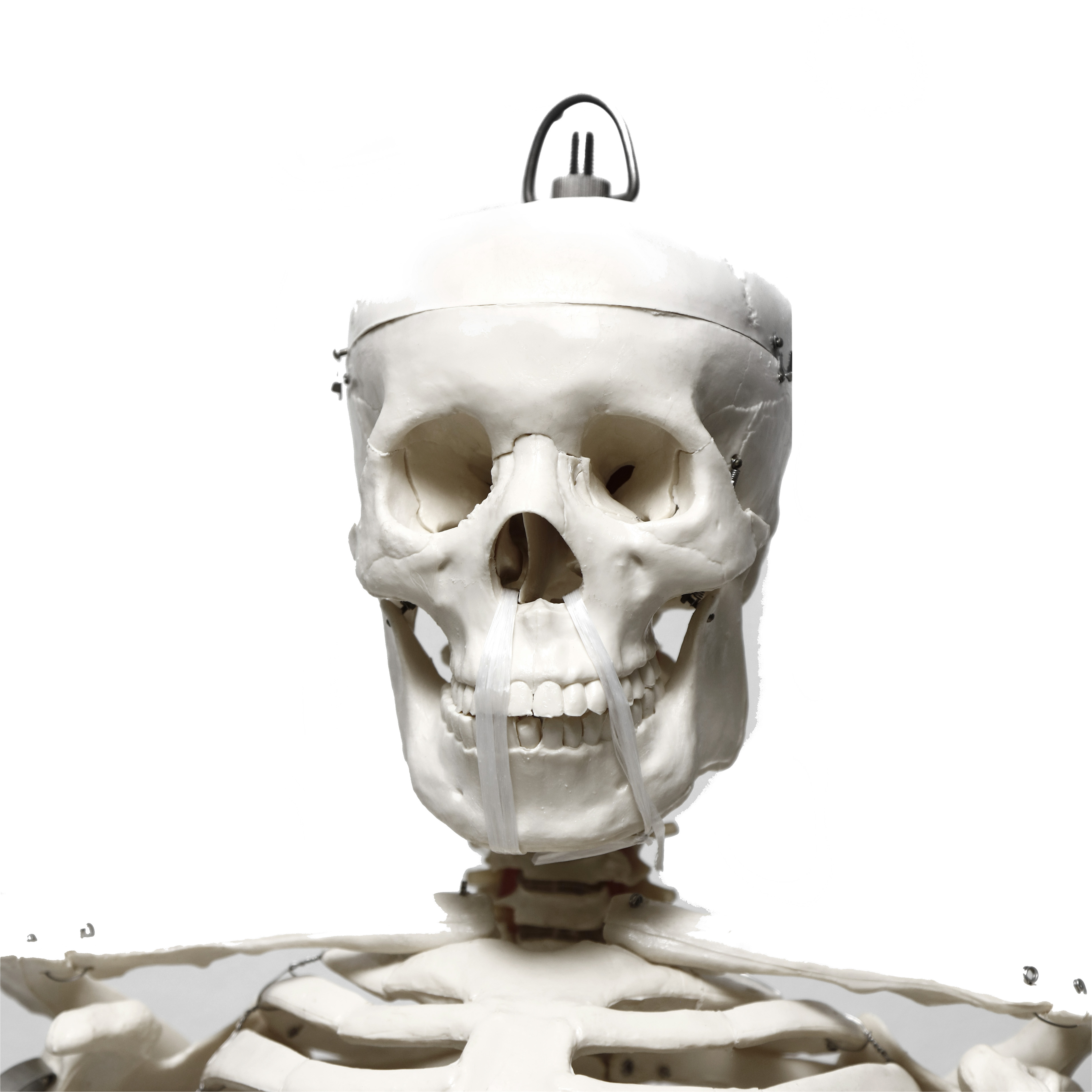 ESQUELETO HUMANO. CHE SCIENTIFIC