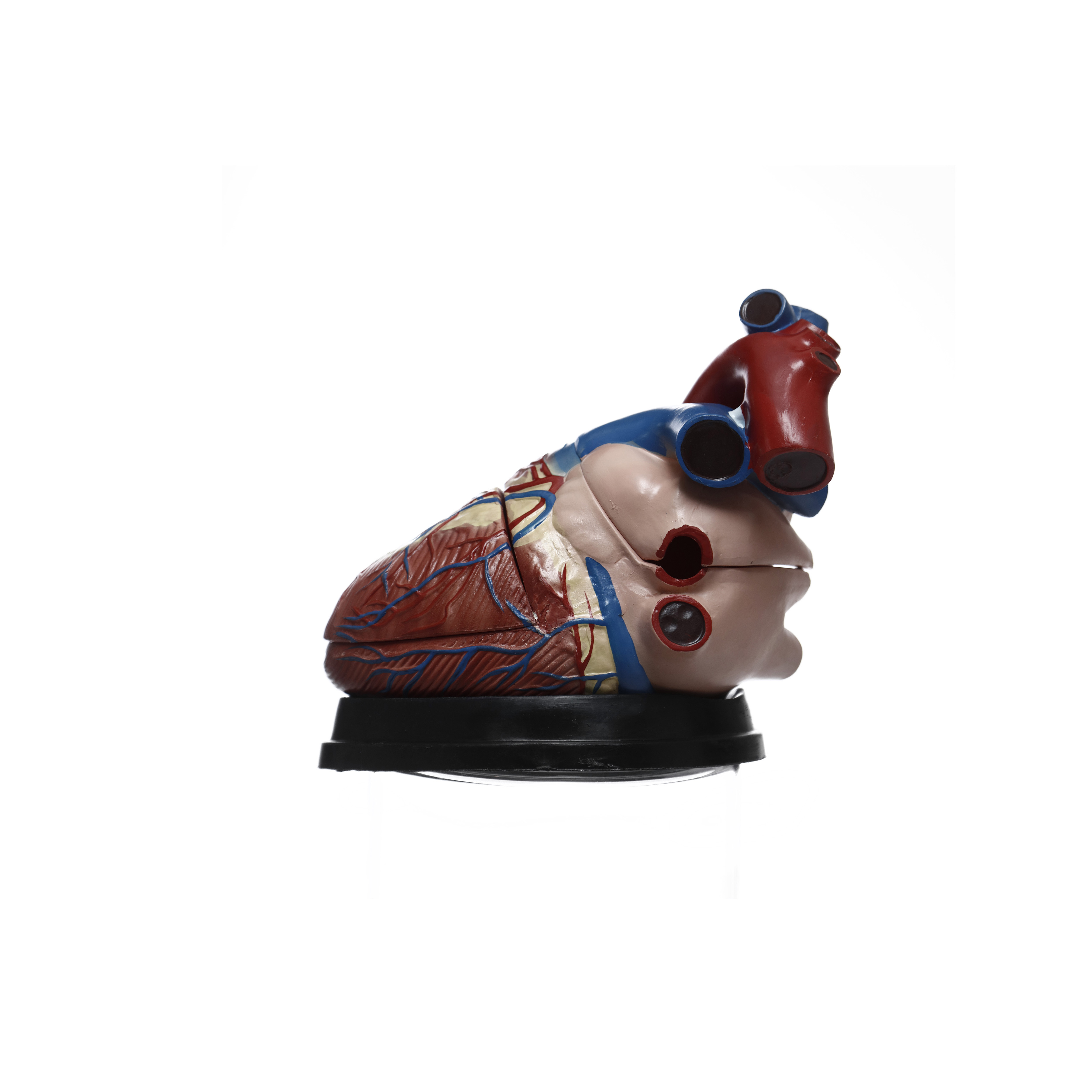 MODELO ANATÓMICO DEL CORAZÓN (X4). CHE SCIENTIFIC