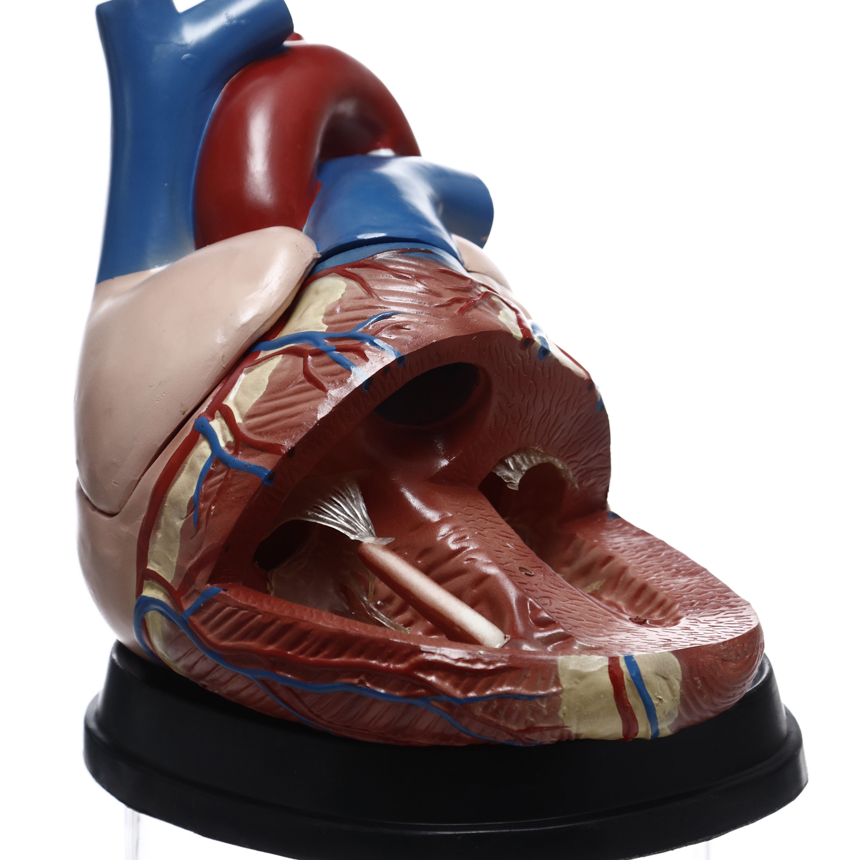 MODELO ANATÓMICO DEL CORAZÓN (X4). CHE SCIENTIFIC