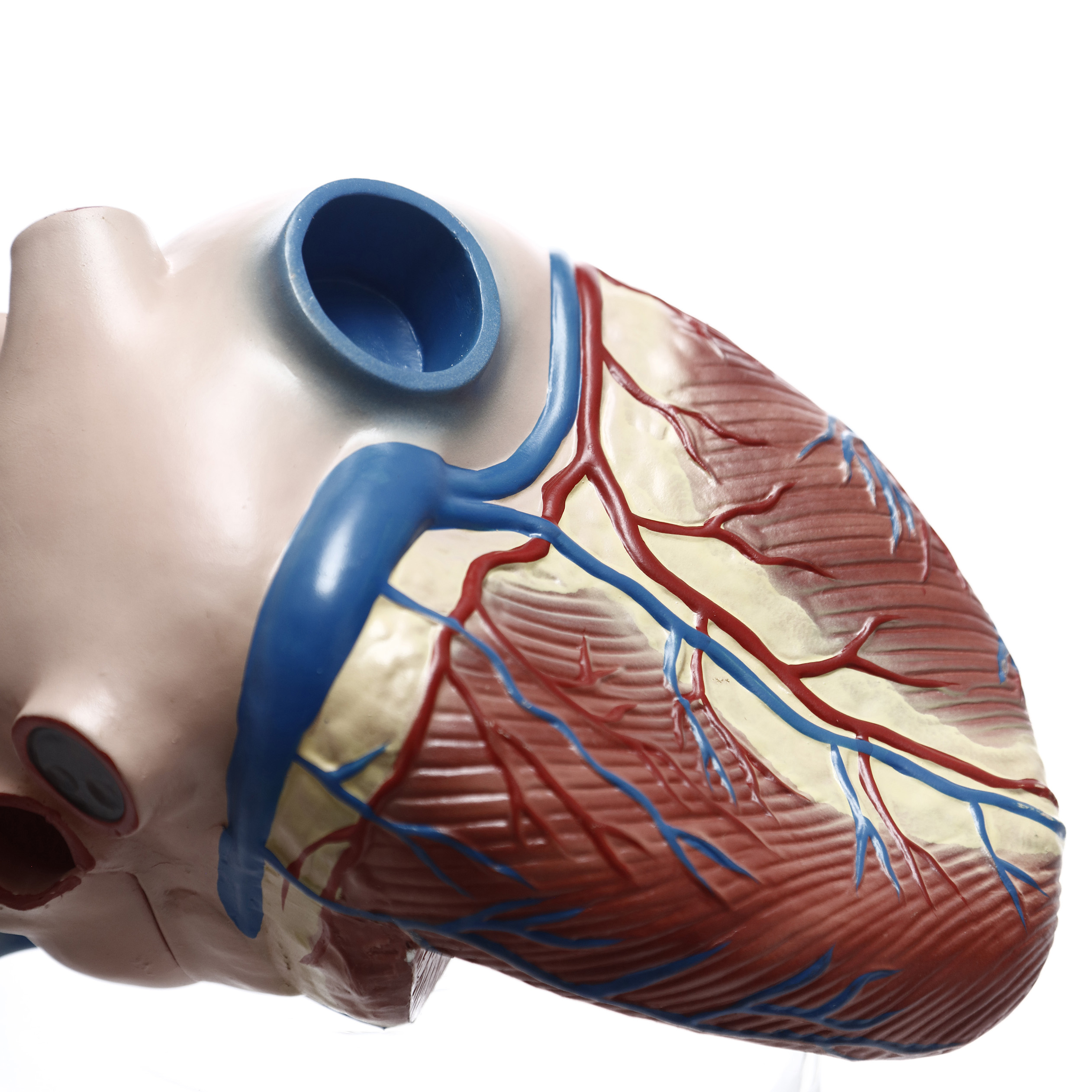 MODELO ANATÓMICO DEL CORAZÓN (X4). CHE SCIENTIFIC