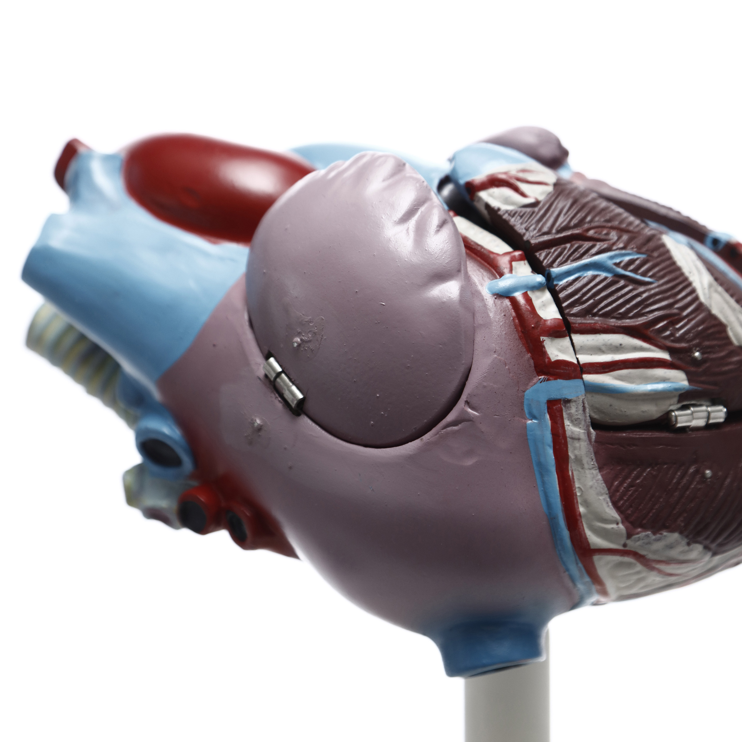 MODELO ANATÓMICO DEL CORAZÓN (X3). CHE SCIENTIFIC