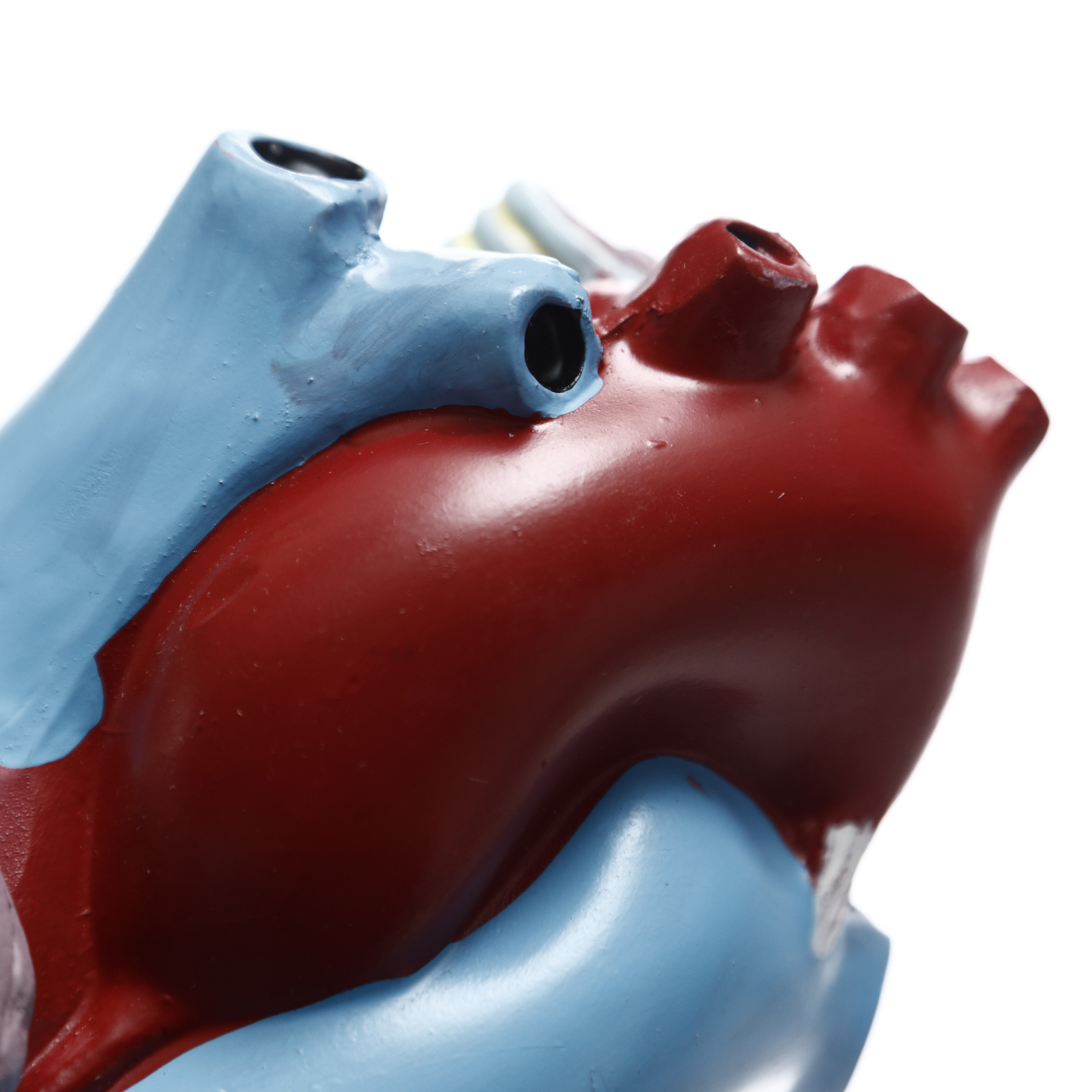 MODELO ANATÓMICO DEL CORAZÓN (X3). CHE SCIENTIFIC