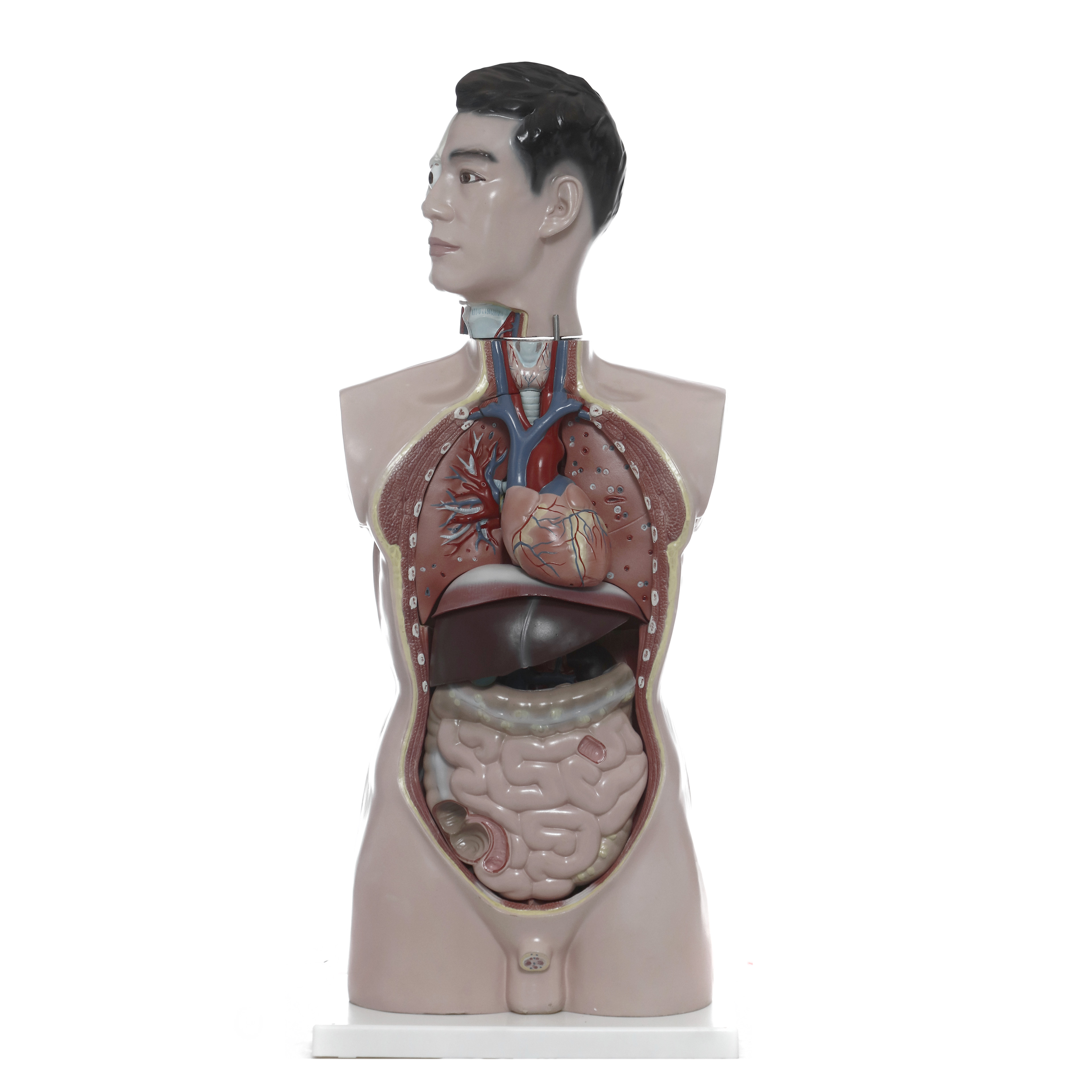 MODELO ANATÓMICO DEL TORSO. 19 PIEZAS. CHE SCIENTIFIC