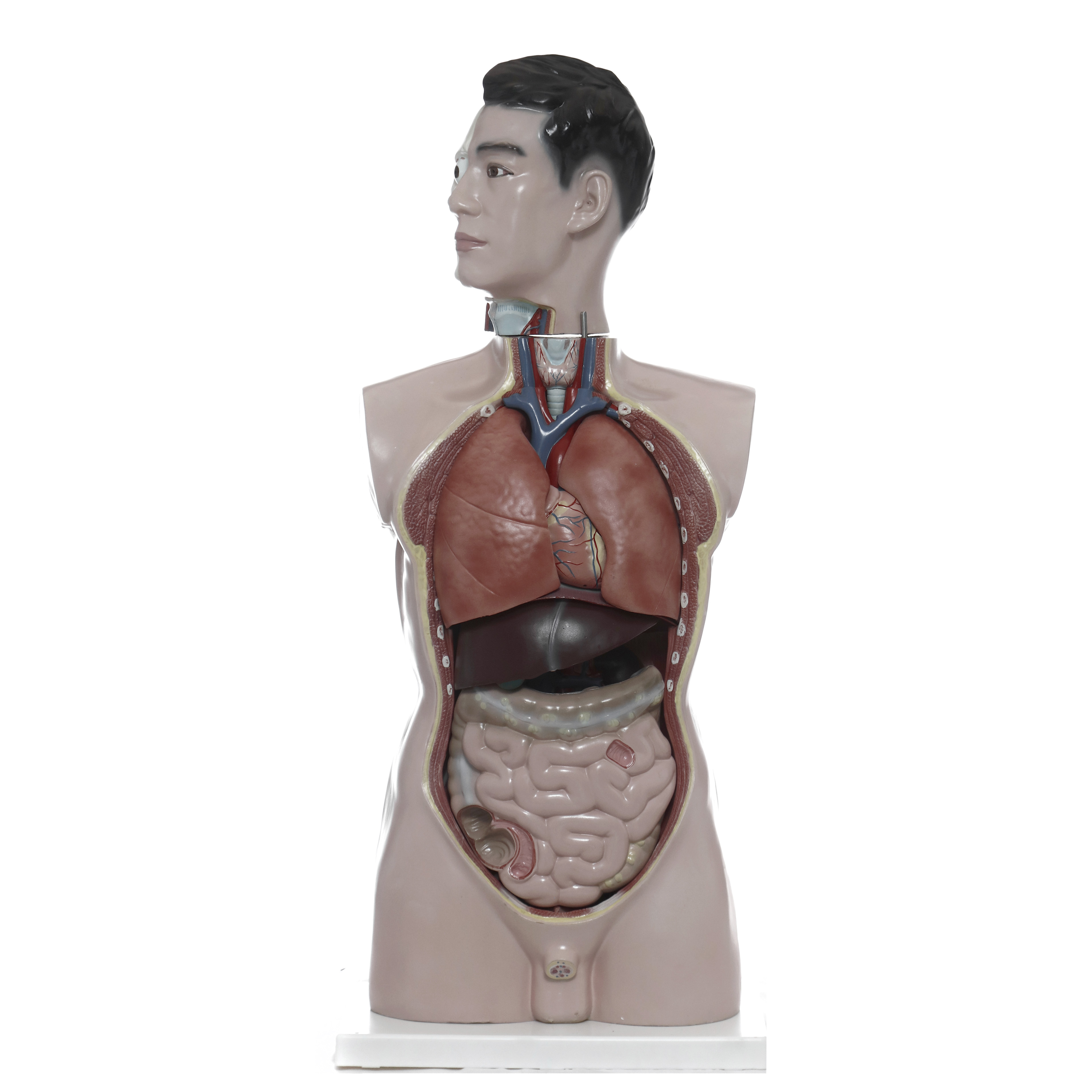MODELO ANATÓMICO DEL TORSO. 19 PIEZAS. CHE SCIENTIFIC