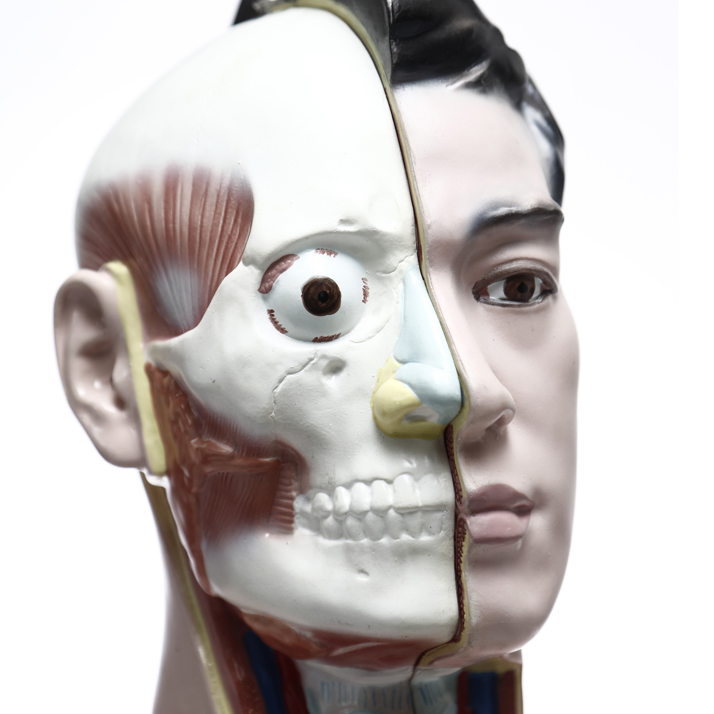 MODELO ANATÓMICO DEL TORSO. 19 PIEZAS. CHE SCIENTIFIC