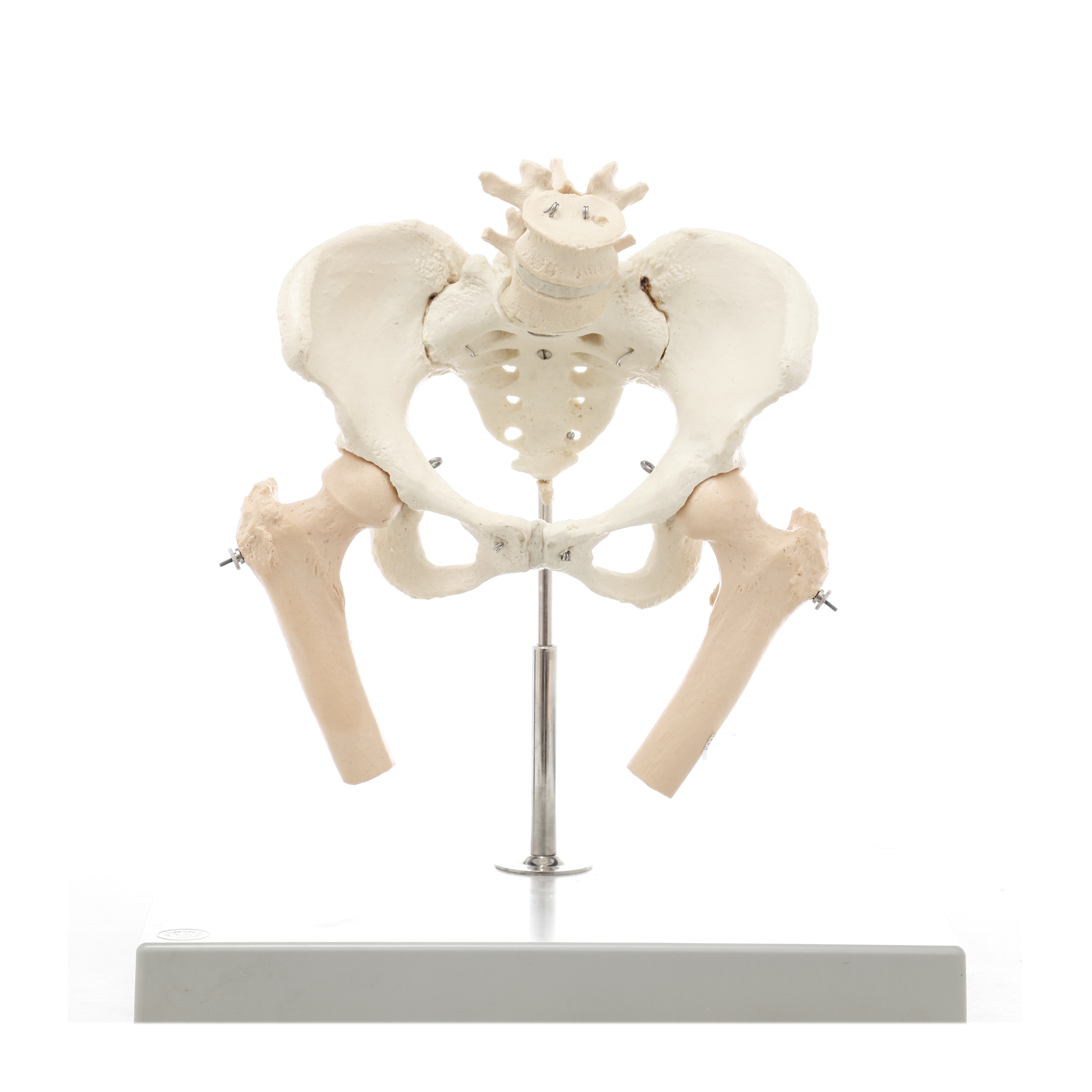MODELO ANATÓMICO DE LA PELVIS FEMENINA. SOMSO