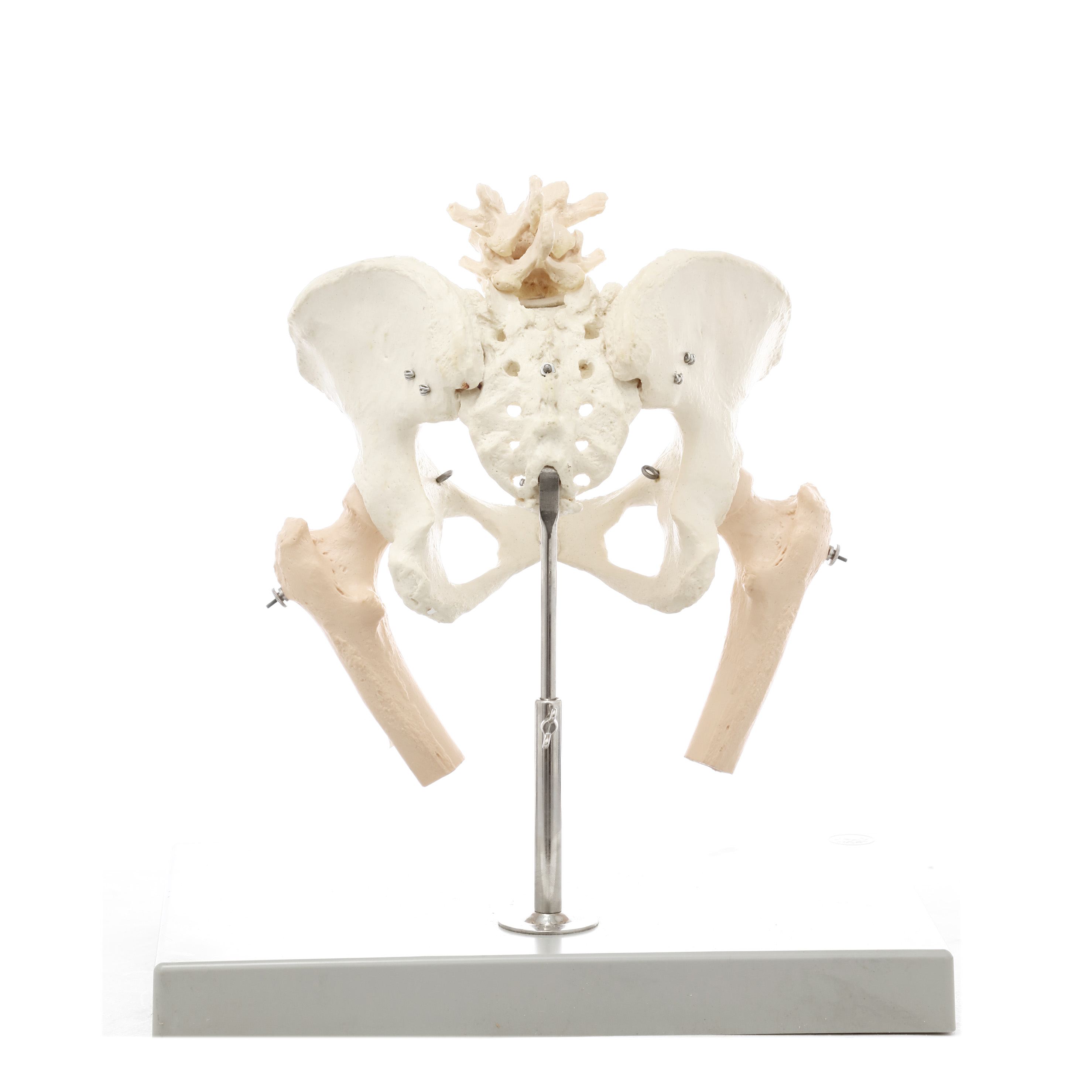 MODELO ANATÓMICO DE LA PELVIS FEMENINA. SOMSO