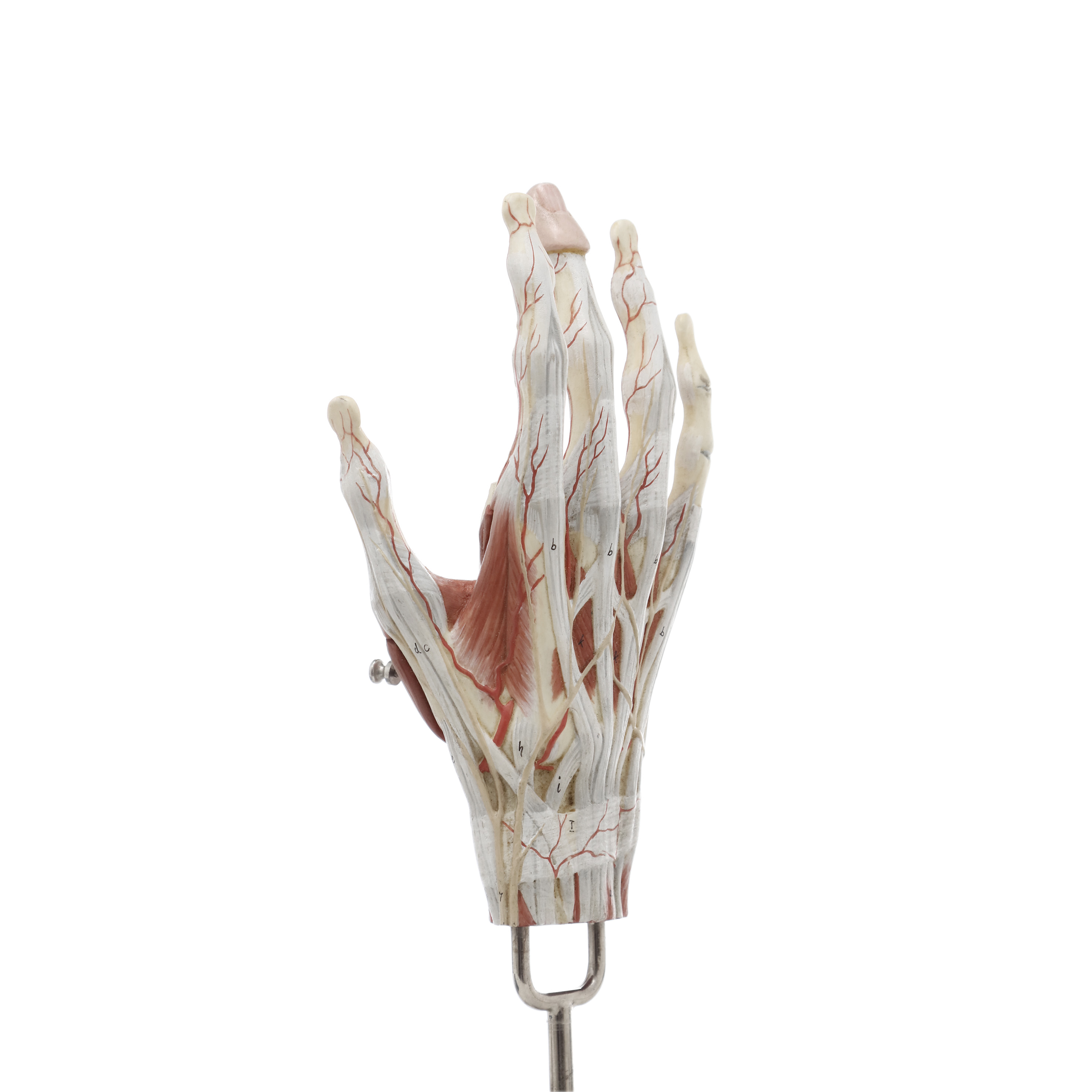 MODELO ANATÓMICO DE LOS MÚSCULOS DE LA MANO. SOMSO