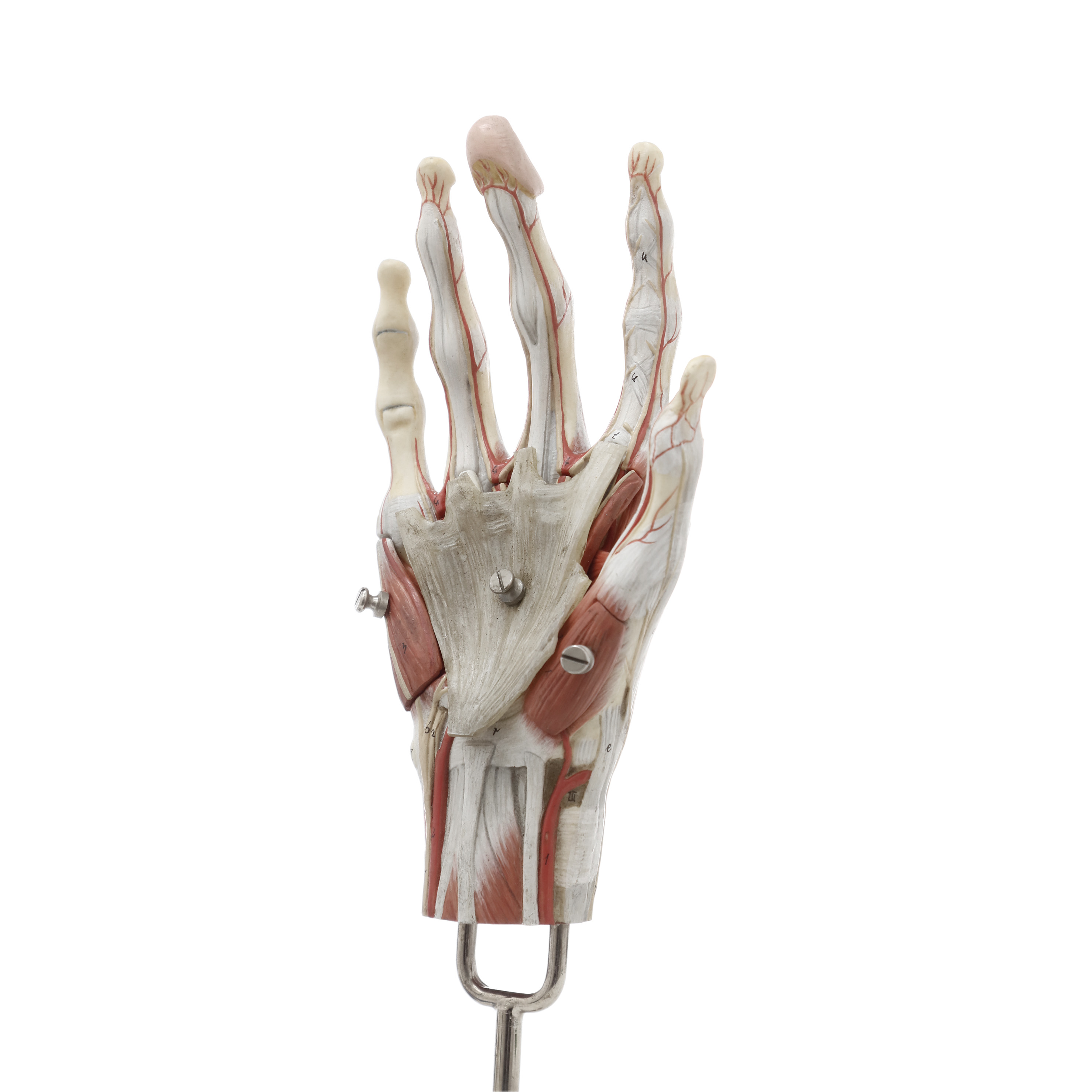 MODELO ANATÓMICO DE LOS MÚSCULOS DE LA MANO. SOMSO
